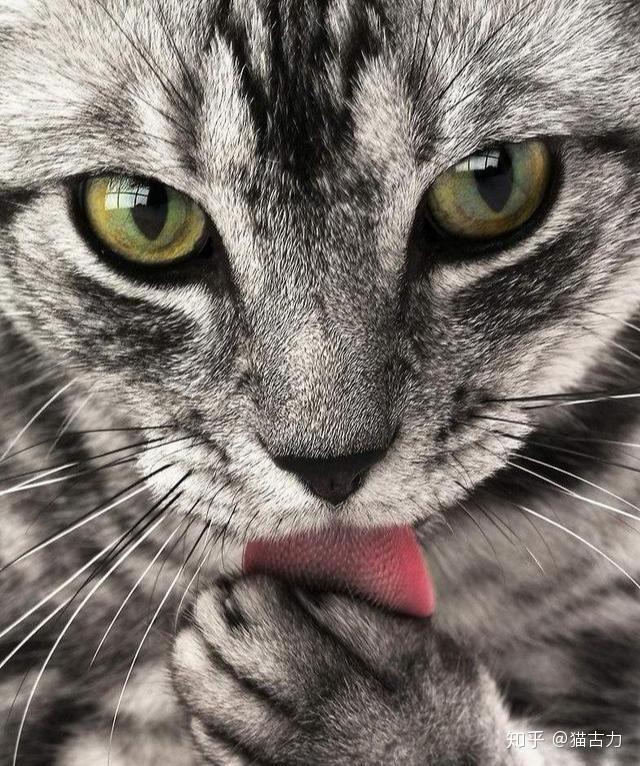 第一次养猫,养公猫好还是母猫好?