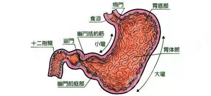 其前端與食管連接的部位叫做賁門,後端與十二指腸連接的部位稱為幽門