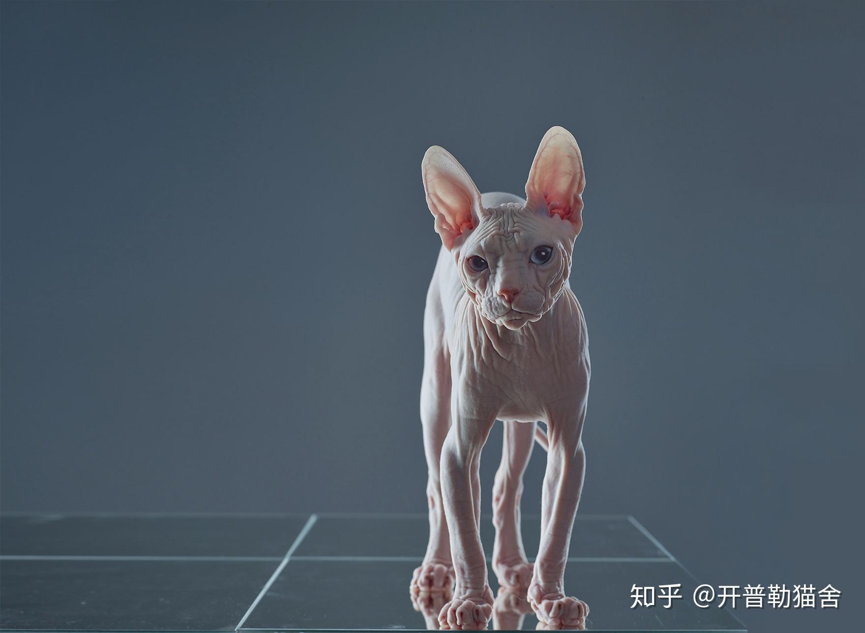 七个无毛猫品种简介1顿斯科伊无毛猫