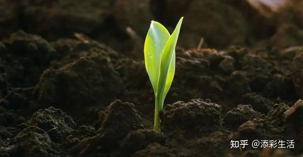 高中地理中的植被知识总结！ 知乎