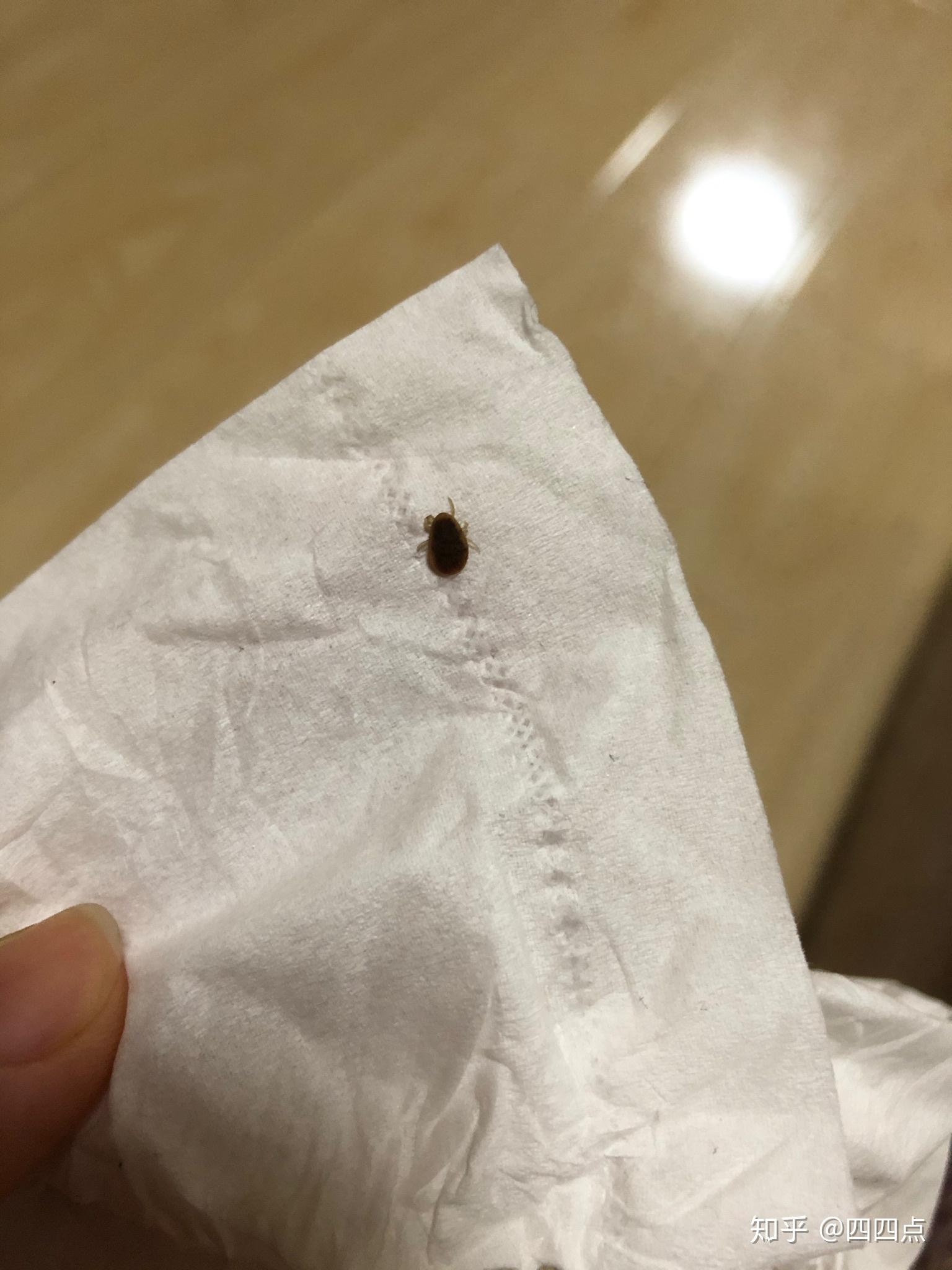 这是什么虫子,圆圆扁扁的,会吸血吗? - 知乎