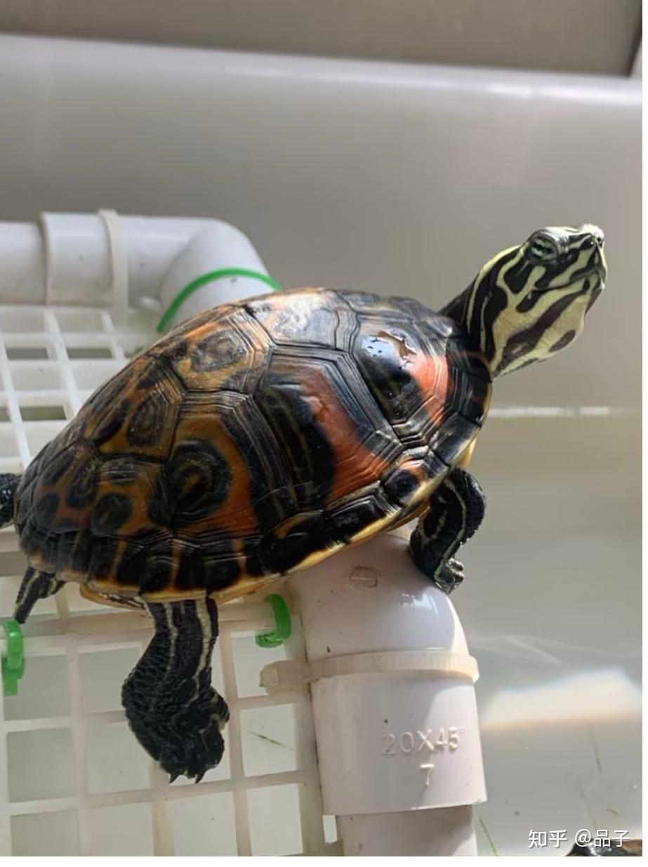 新手养龟保姆式指南！ - 知乎