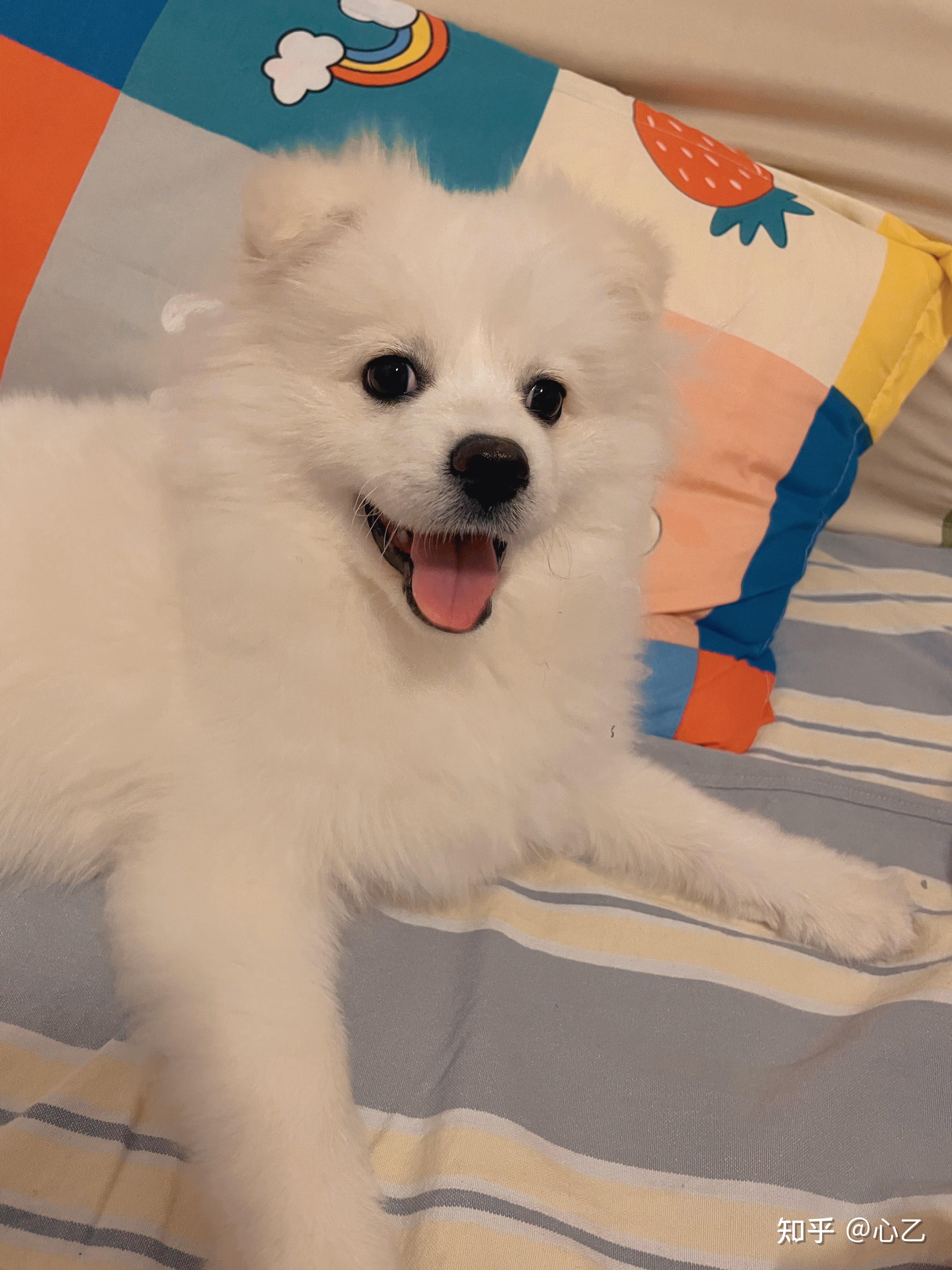 有没有大神可以给出比较标准的银狐犬博美犬和他俩串的三者的图片谢谢