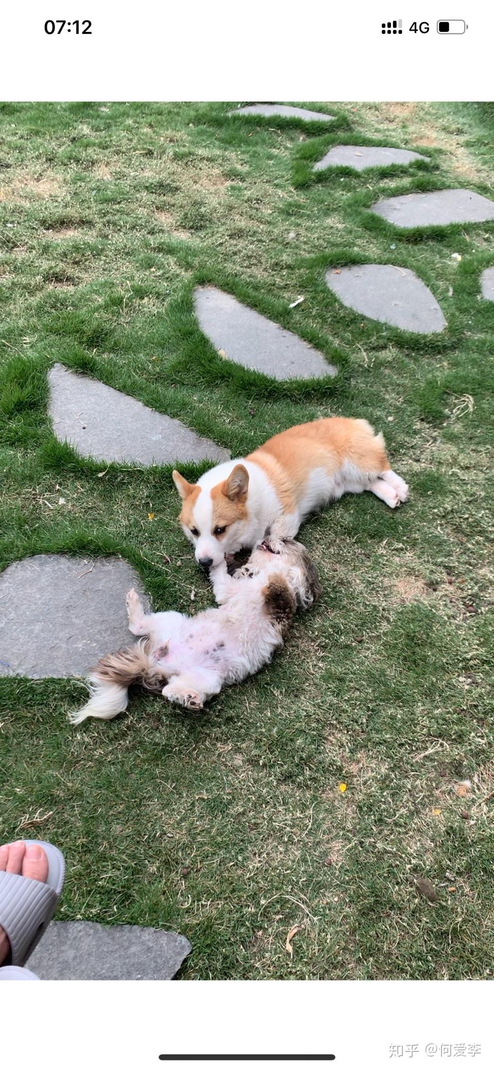 柯基跟泰迪串串会是什么样的? - 知乎