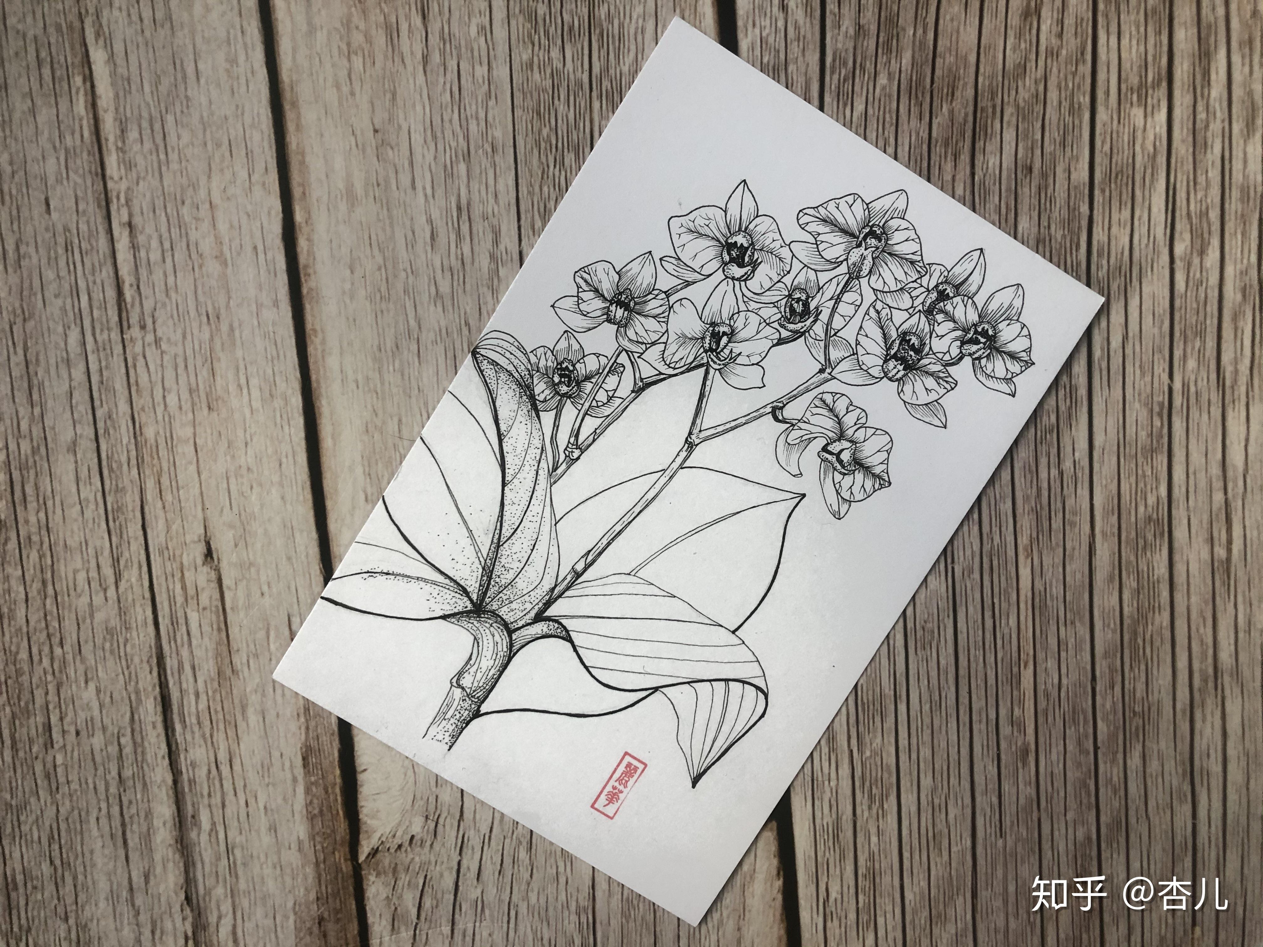 开始植物墨线图的尝试