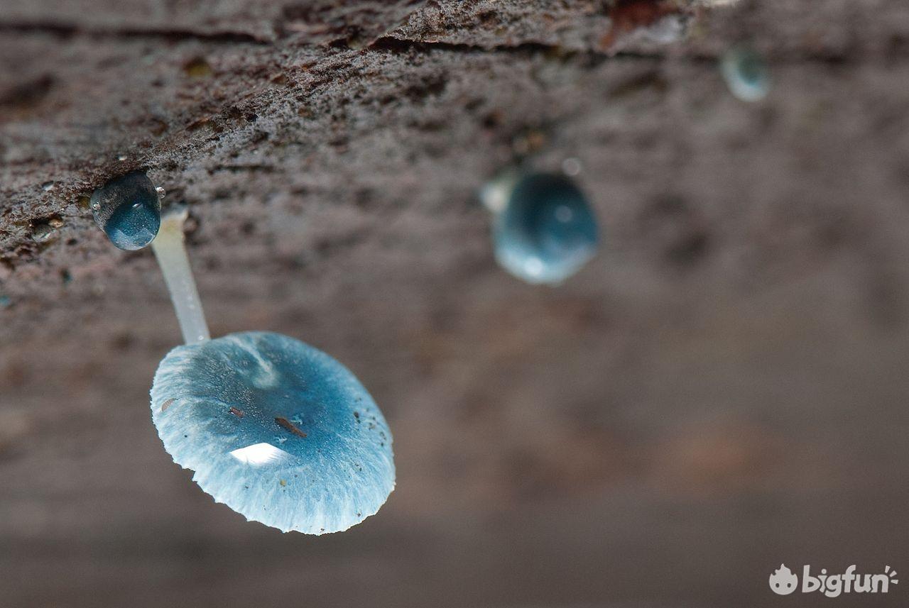 与同属伞菌目小菇科小菇属的33种能发光的亲戚不同,炫蓝蘑菇并不能
