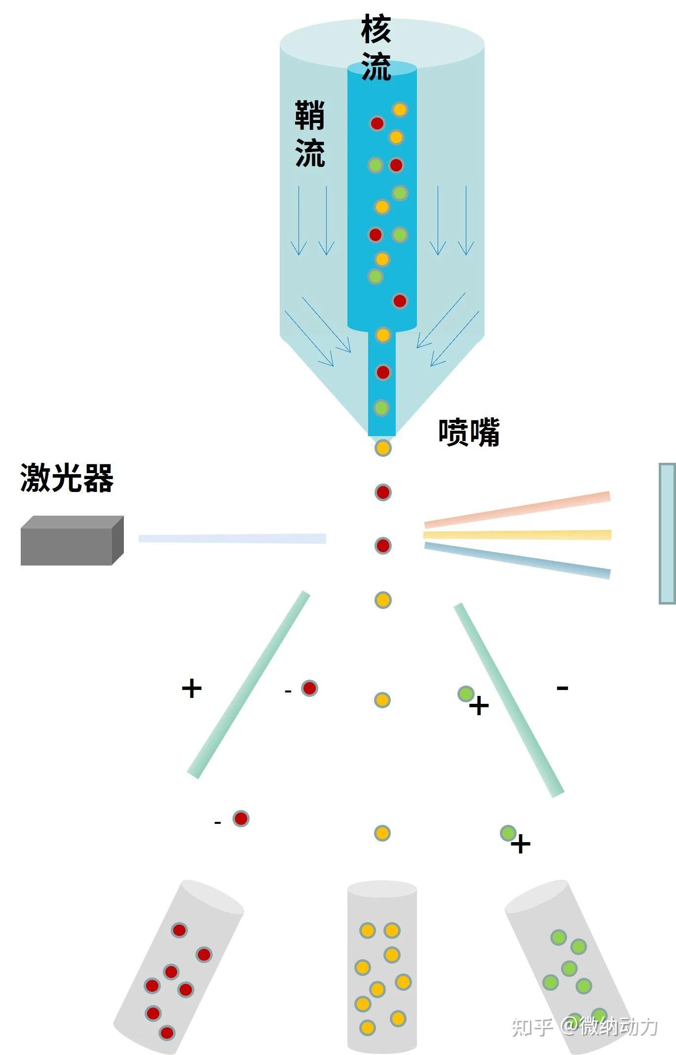 浅谈三种细胞分选技术——流式、拉曼光谱、光电镊技术 - 知乎
