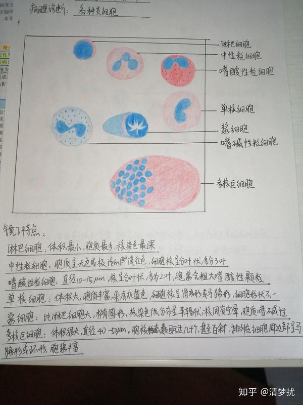 中性粒细胞彩绘图图片