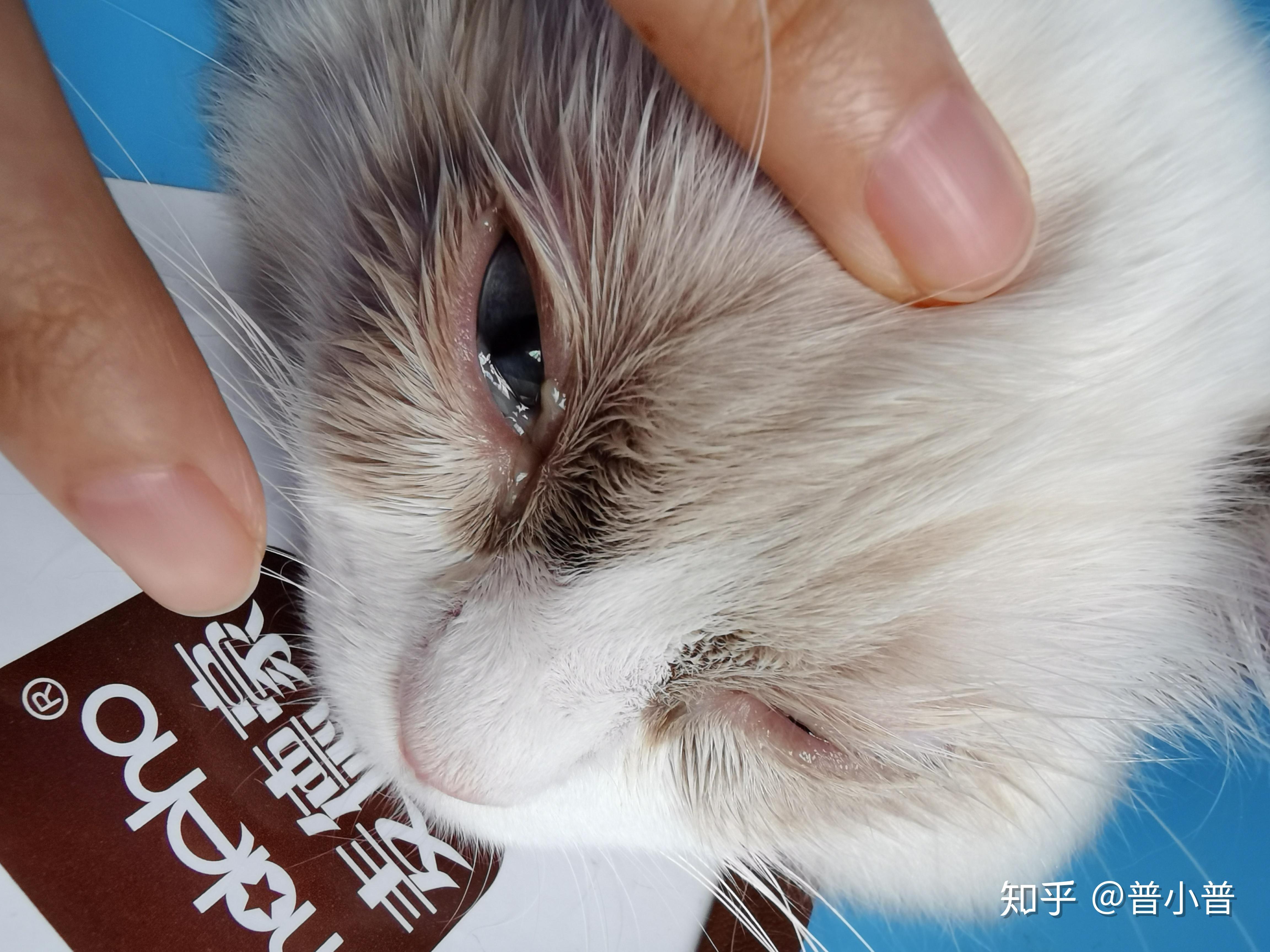 毛发光滑的猫眼写真-欧莱凯设计网