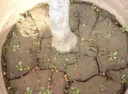 盆土板结的 克星 就在身边 让土壤重新松软又营养 知乎
