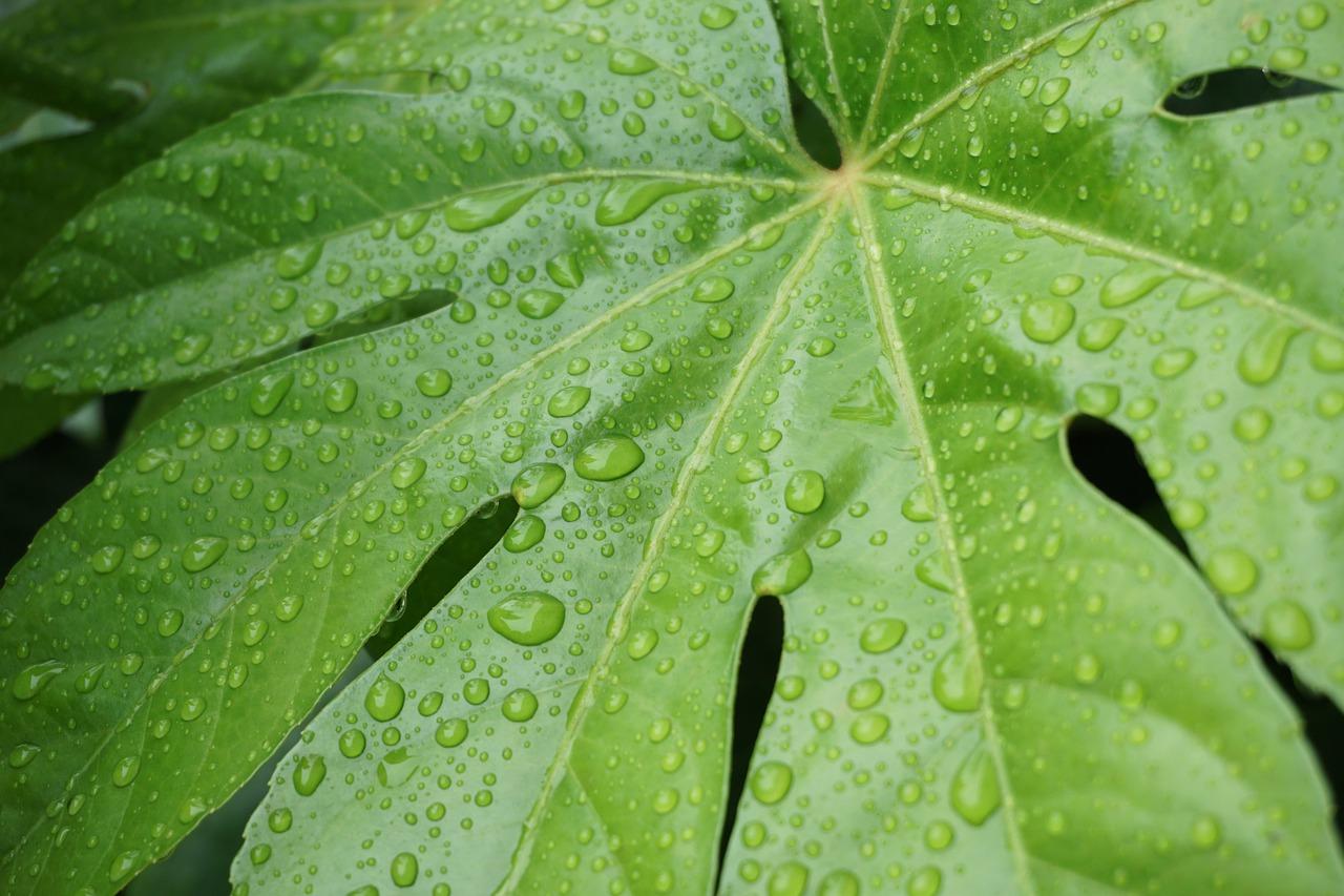 八角金盘放哪里