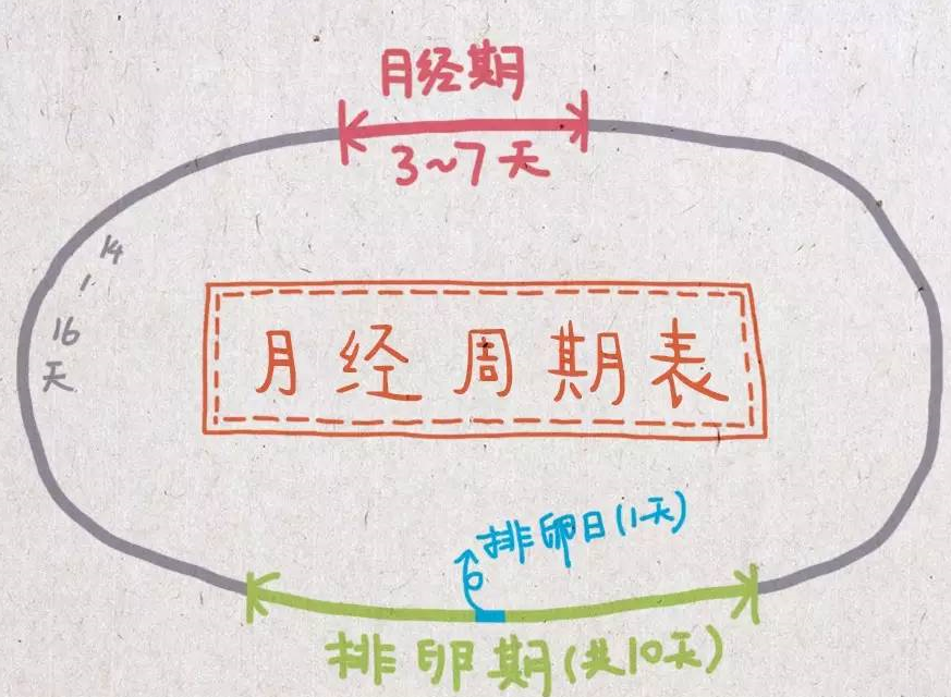 如何计算排卵期和安全期 知乎 如何计算排卵期和安全期 知乎
