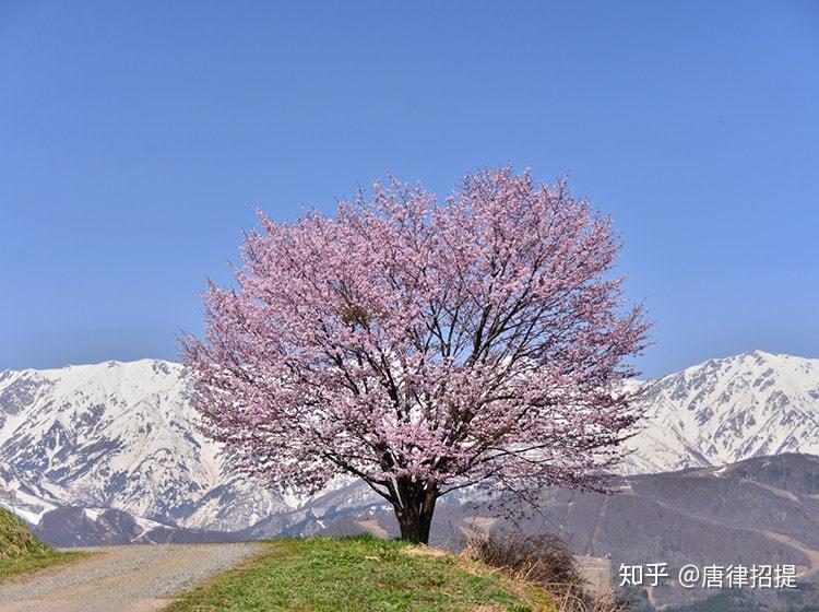 日本樱花品种(日本樱花品种大全图解)