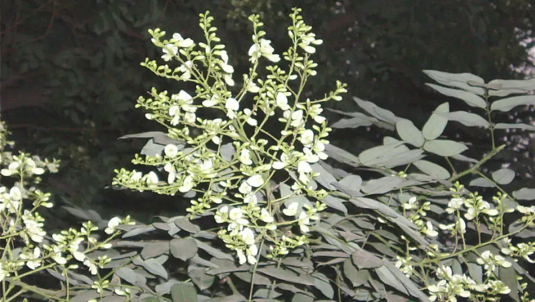 这种花又香又甜,钙铁含量丰富,还能当主食吃! - 知乎