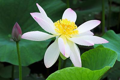 白莲广昌的门面之 花 知乎