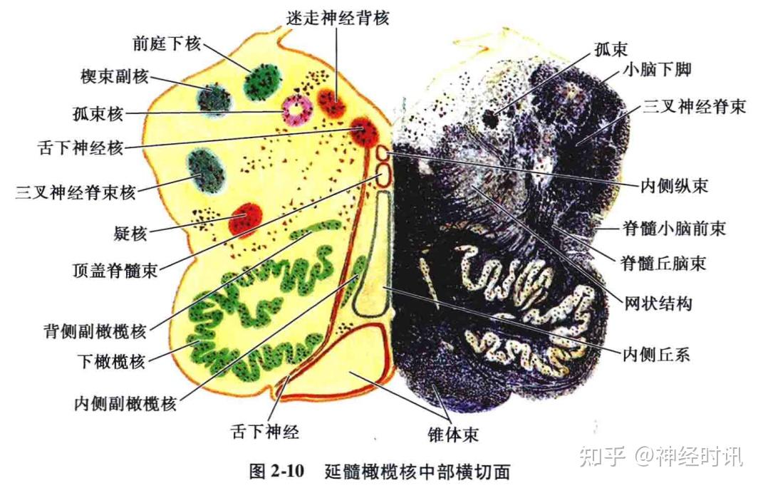 先构成菱形窝下部的侧界,而后转向背侧进入小脑