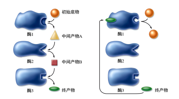 酶的反馈抑制 - 知乎