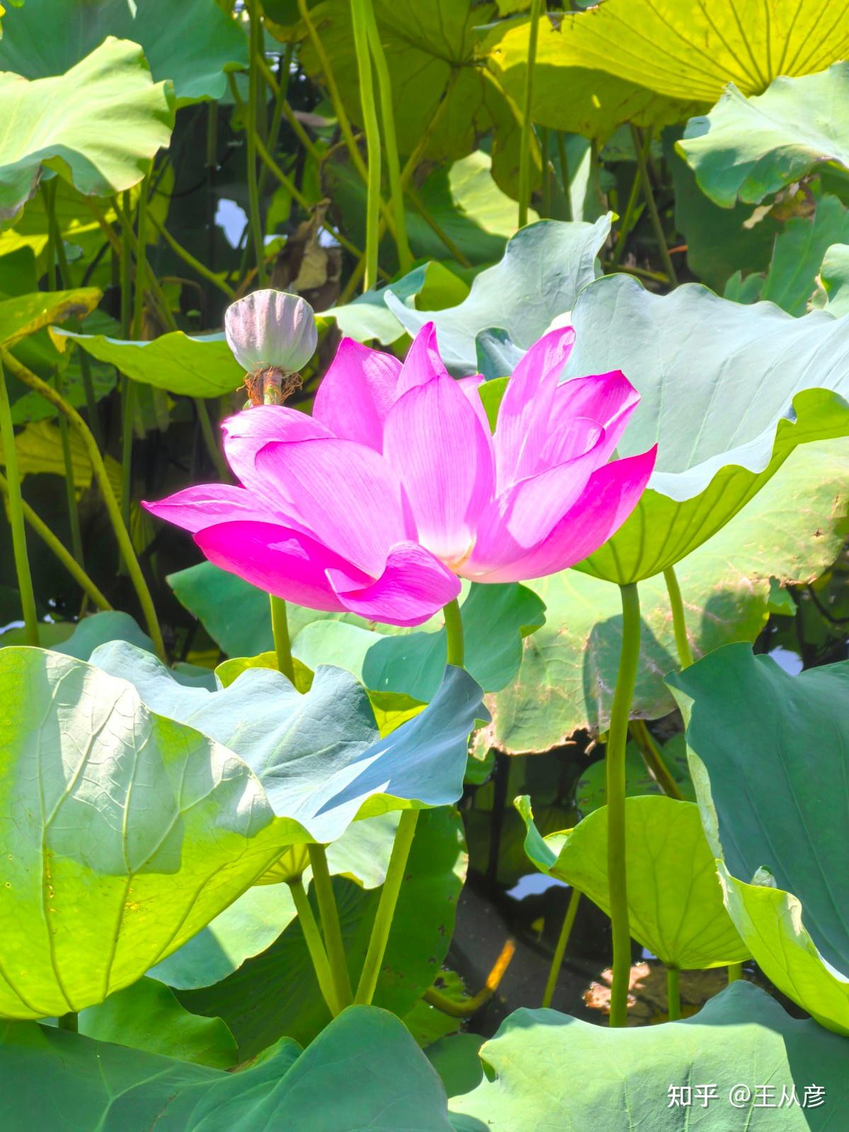 纵使晴明无雨色 入云深处亦沾衣——荷花(莲花)@镇江金山 - 知乎