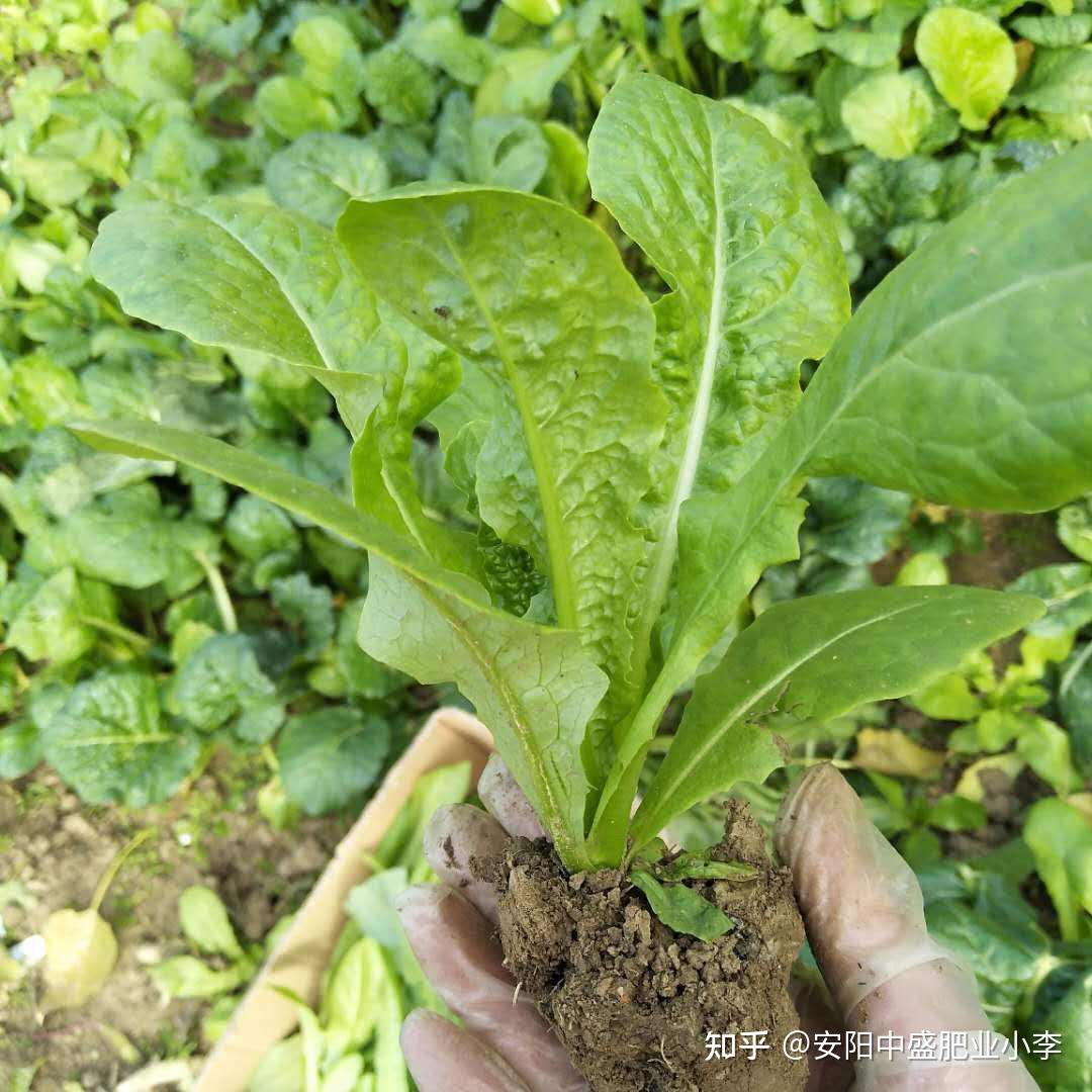 預防氮肥過多導致的蔬菜徒長