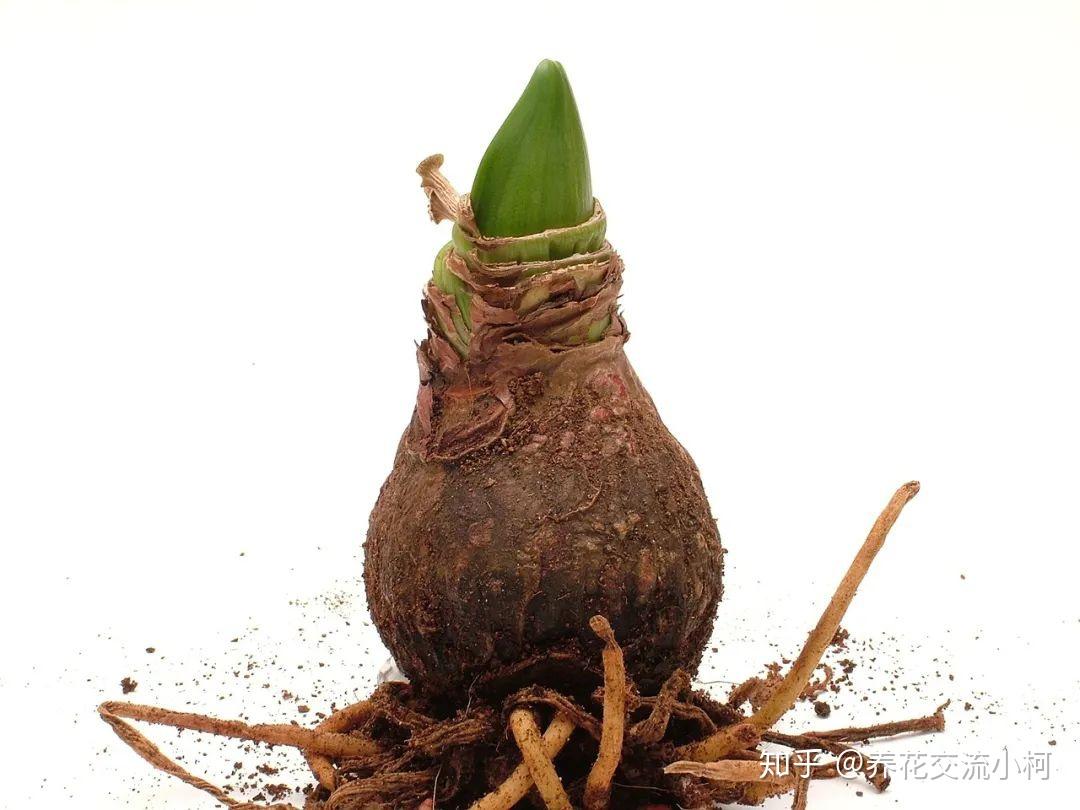 带你走进球根植物大世界,品种丰富,栽种有技巧,养护指南教给你 - 知乎