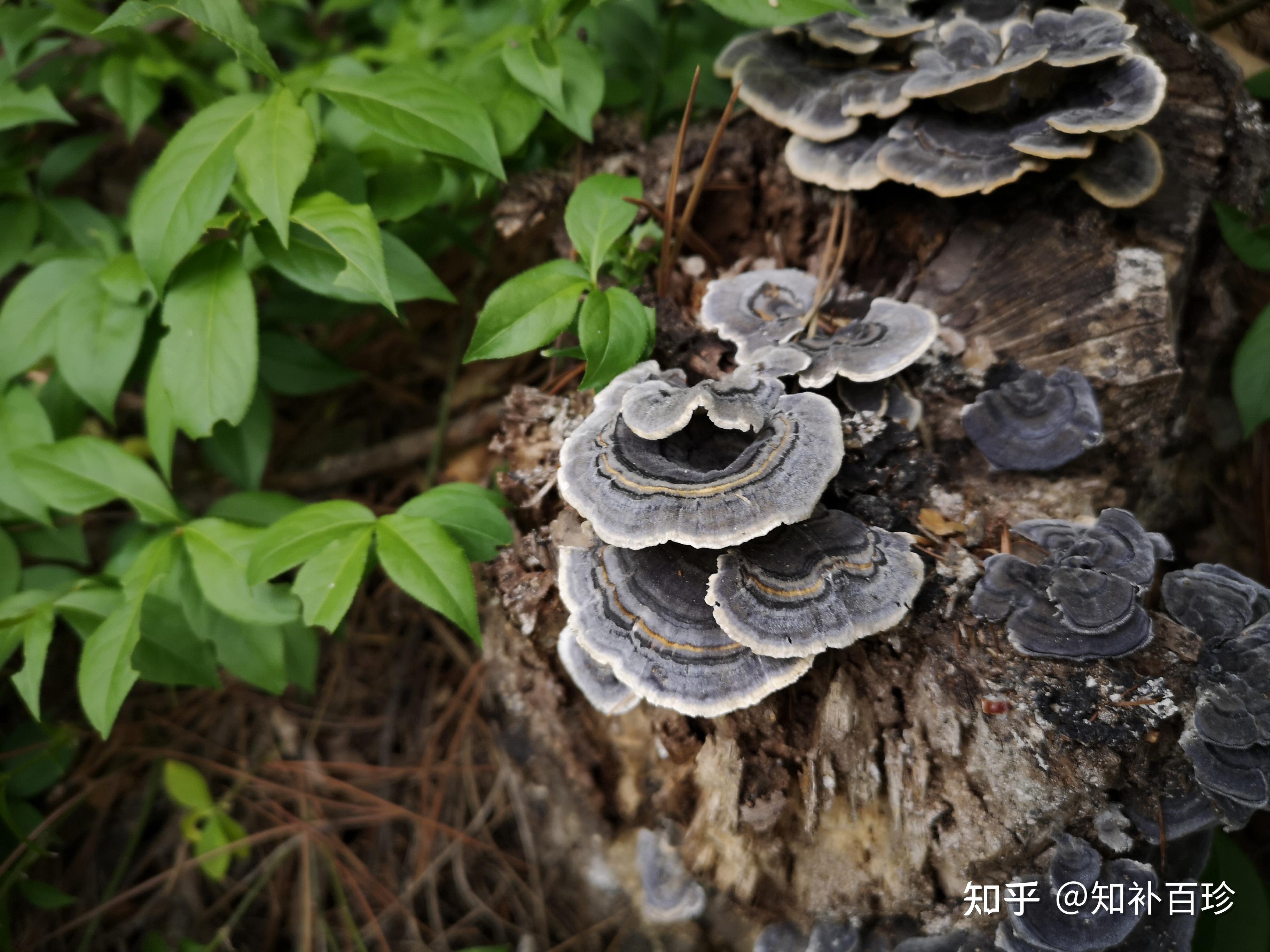 這是靈芝嗎有毒嗎