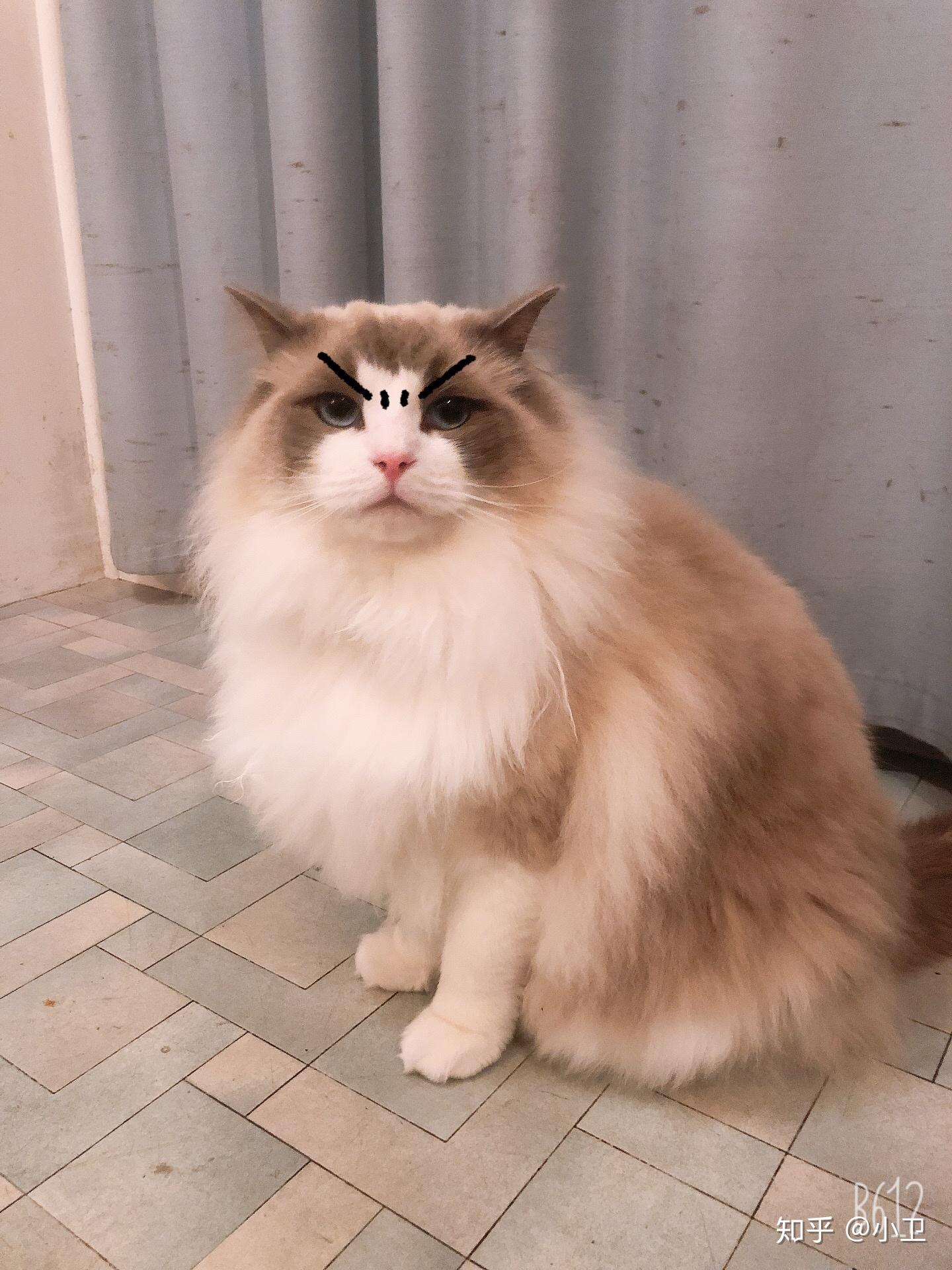 布偶猫体型一般有多大