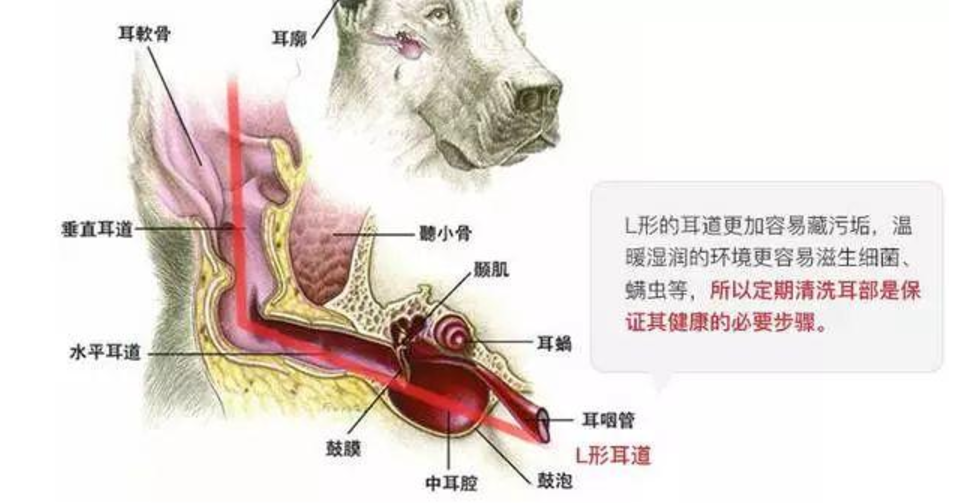 狗狗摇头晃脑其实还有别的