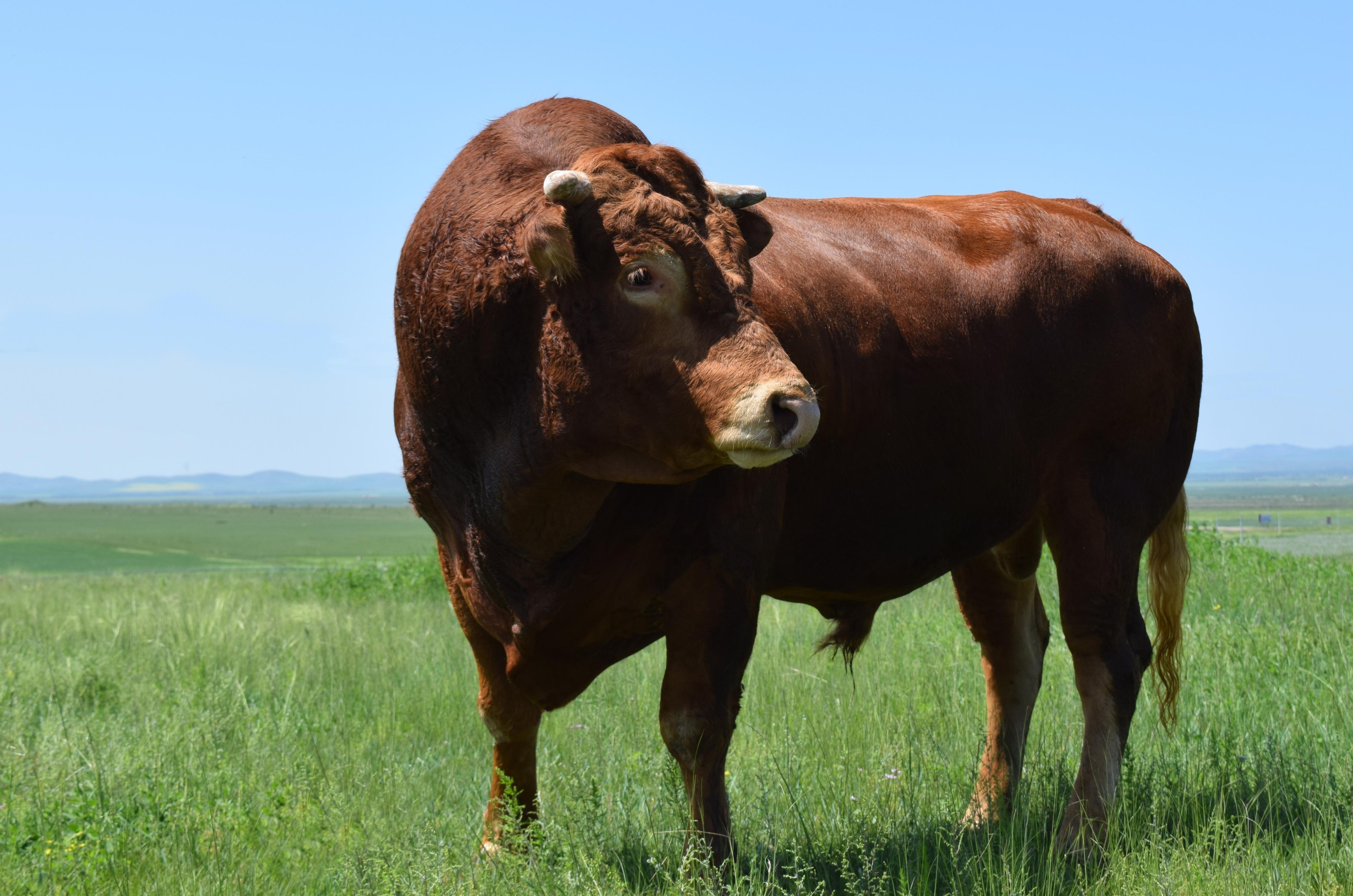 牛以国礼送予敬爱的周总理,其中14头落户在美丽富饶的内蒙古正蓝旗