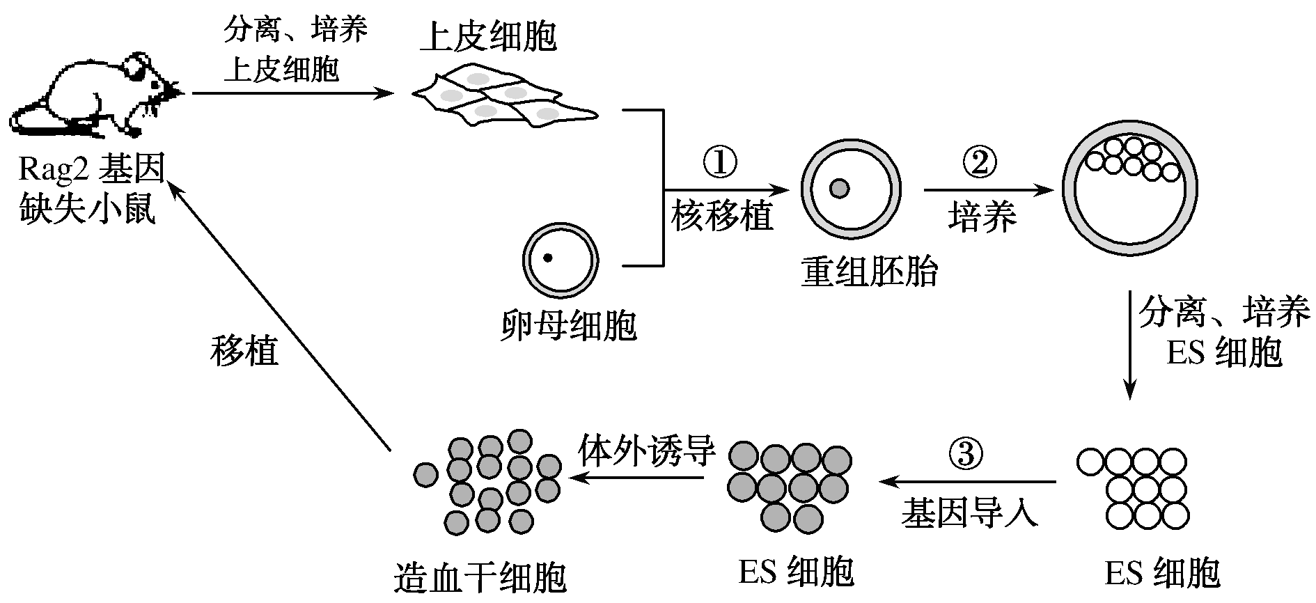 二考點一 動物胚胎髮育的基本過程與胚胎工程的理論基礎 胚胎幹細胞的