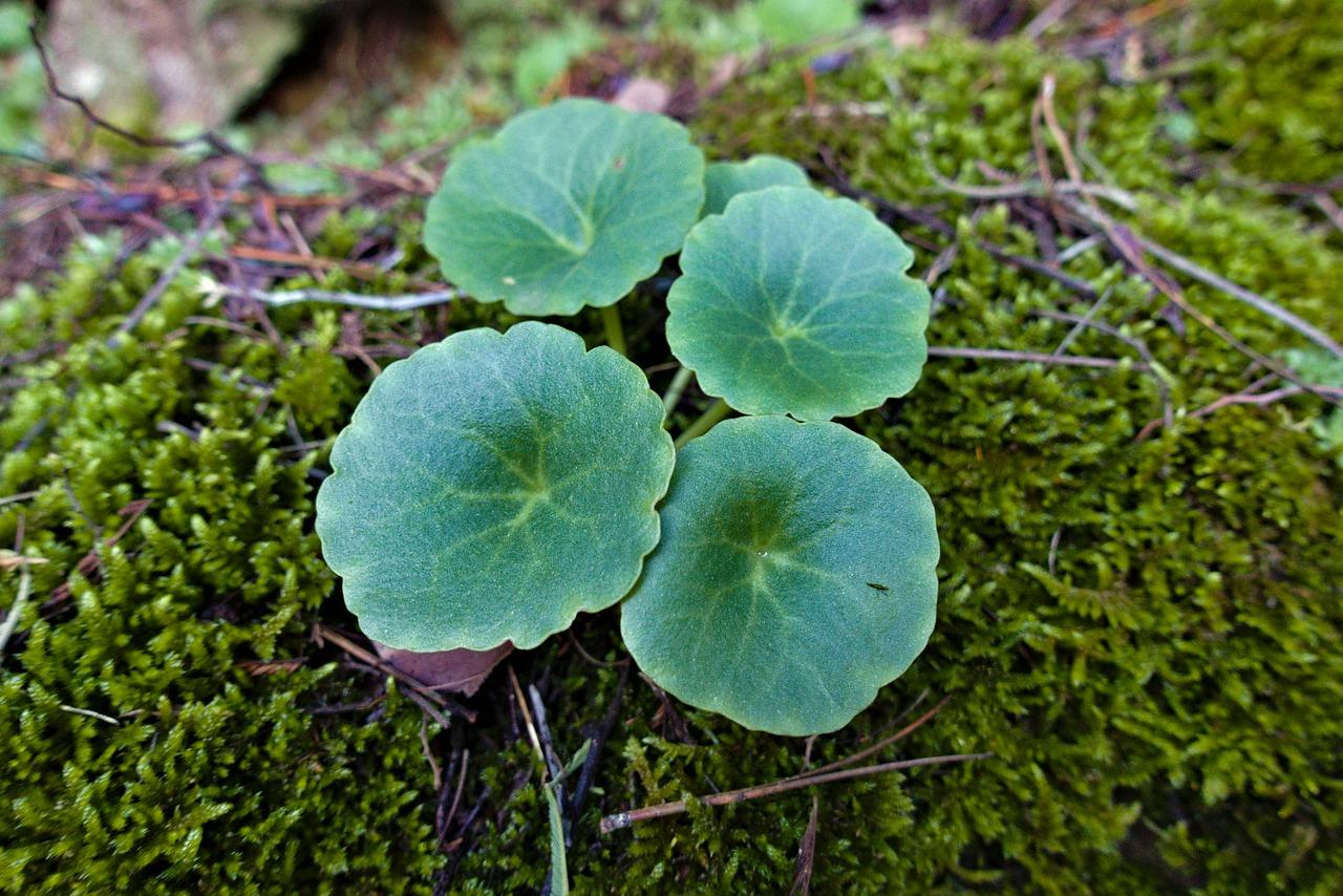 4. 风力传播机制