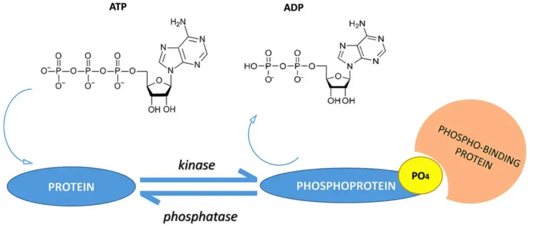 "独家秘笈"|蛋白磷酸化攻略大全 - 知乎