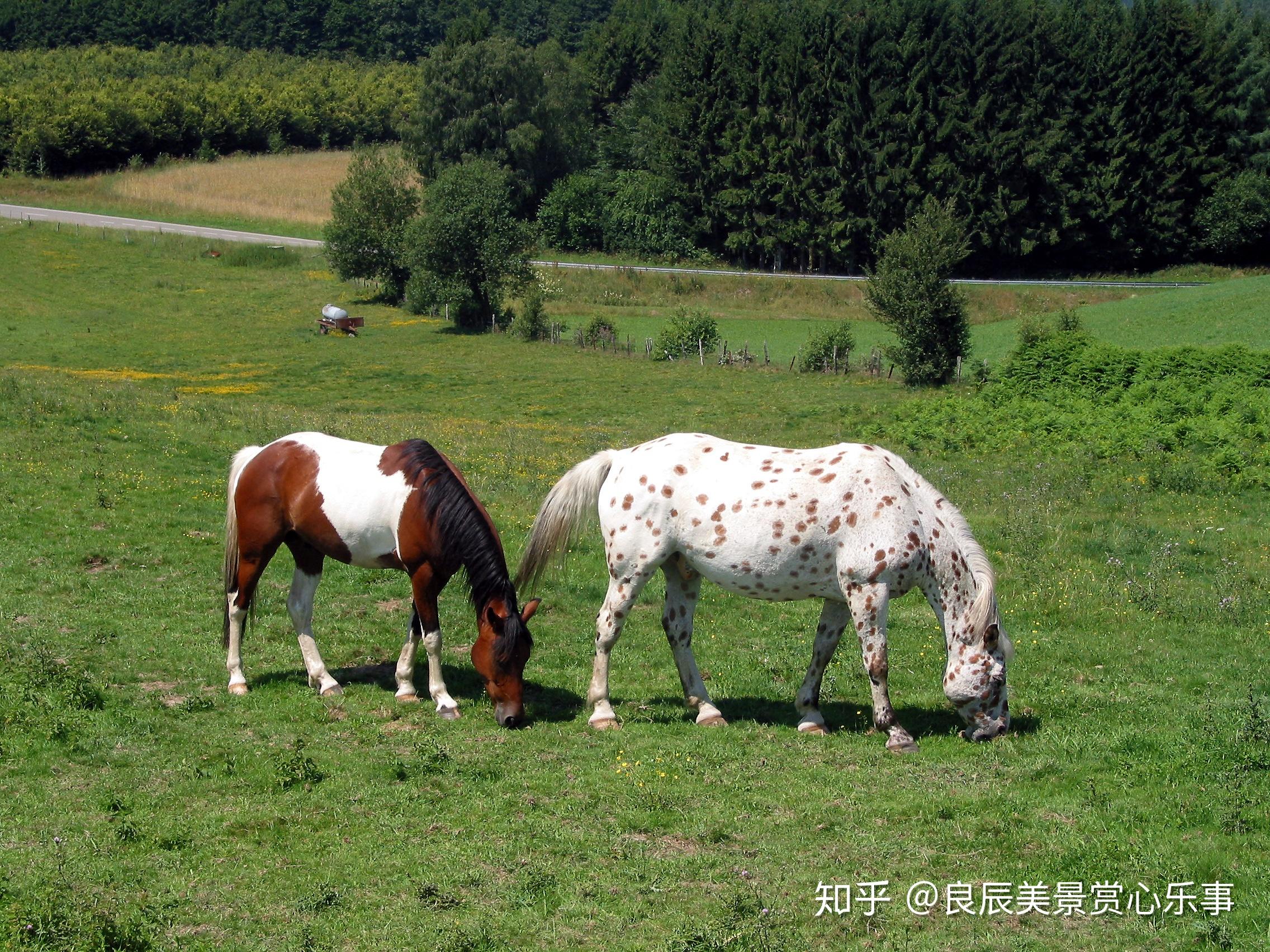 五花马是什么马图片