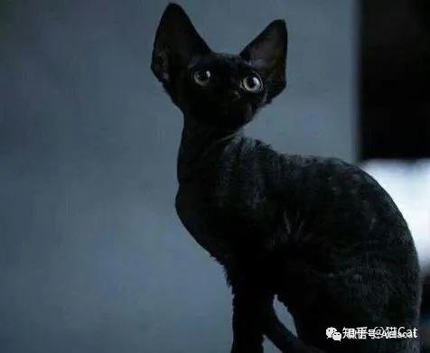 devon rex 德文卷毛猫
