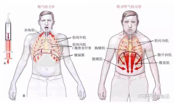 胸部支點和胸腔共鳴的區別是什麼? - 知乎