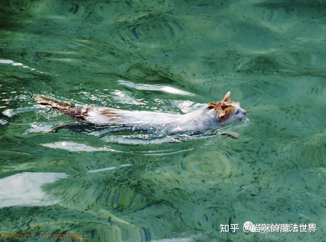 但是,我们今天讲的这个土耳其梵猫绝对是猫咪游泳界的扛把子.