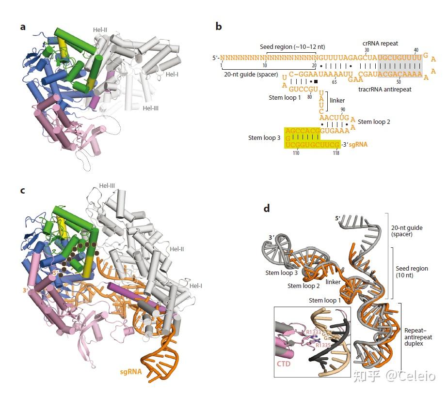 crisprcas9蛋白的结构与作用机制