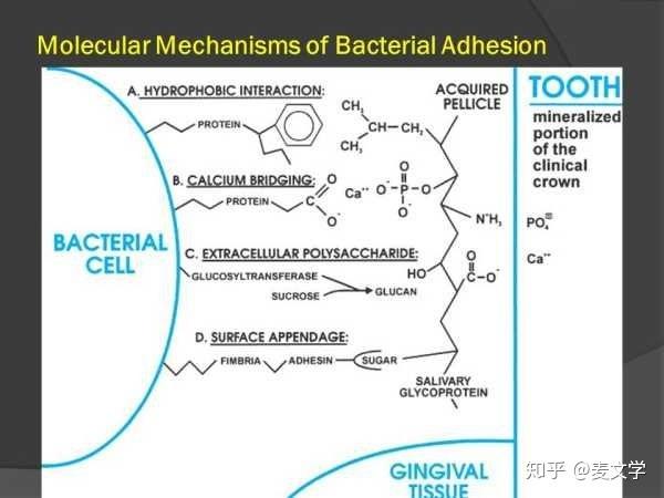 自由基是什么东西怎么形成的 v2-79e88434623bb47c0d21f00e512d164e_r.jpg