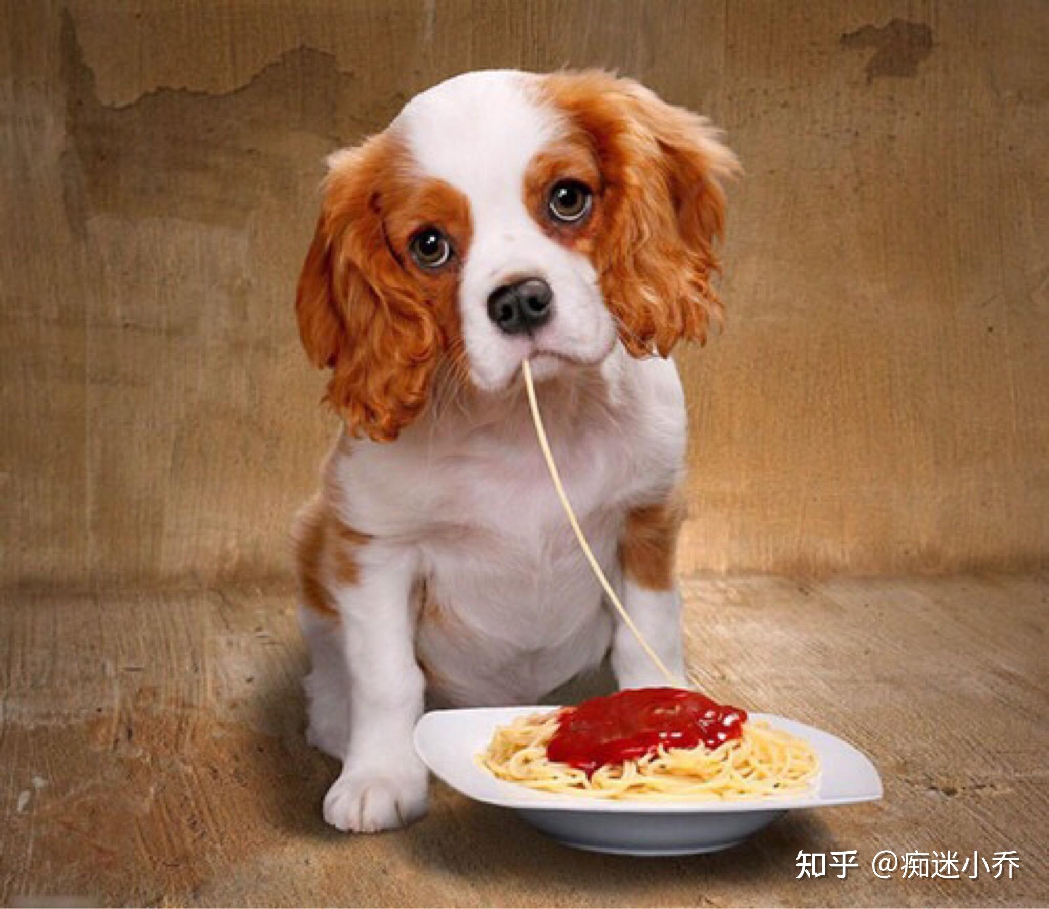 狗坐一桌吃饭的照片图片
