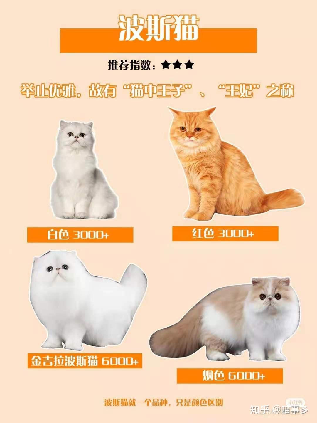 全品种猫介绍大全 - 知乎