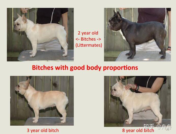 2015最新版本fbdca法国斗牛犬犬种标准手册品种标准画报经典珍藏内含