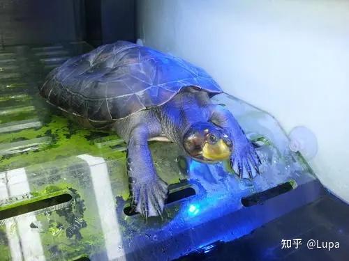 按价格排序常见观赏龟类推荐(水龟篇) - 知乎