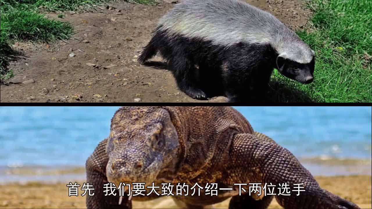 蜜獾vs科莫多巨蜥图片