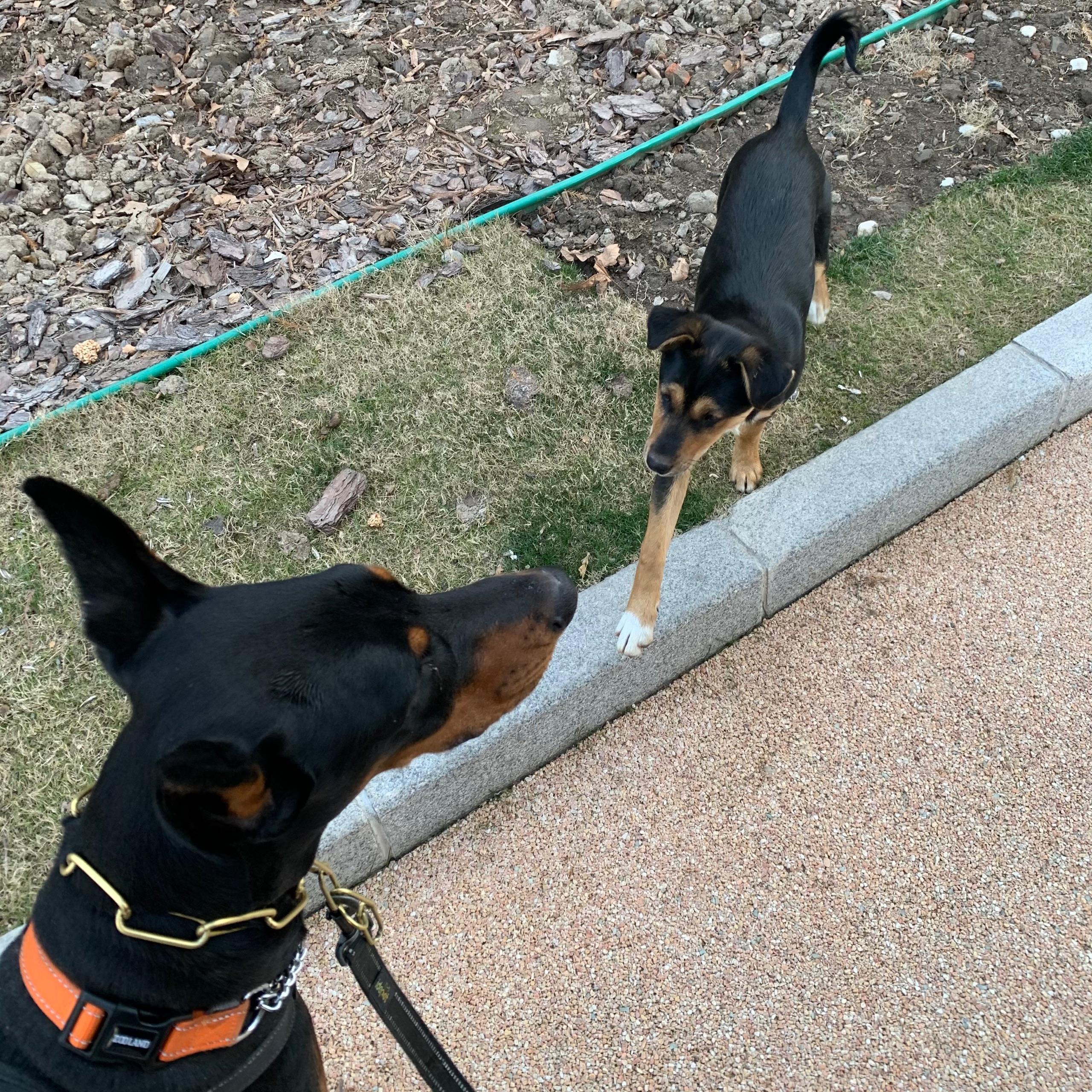 有大神可以来帮我看看这是罗威纳串串吗,如果是的话应该串的什么品种