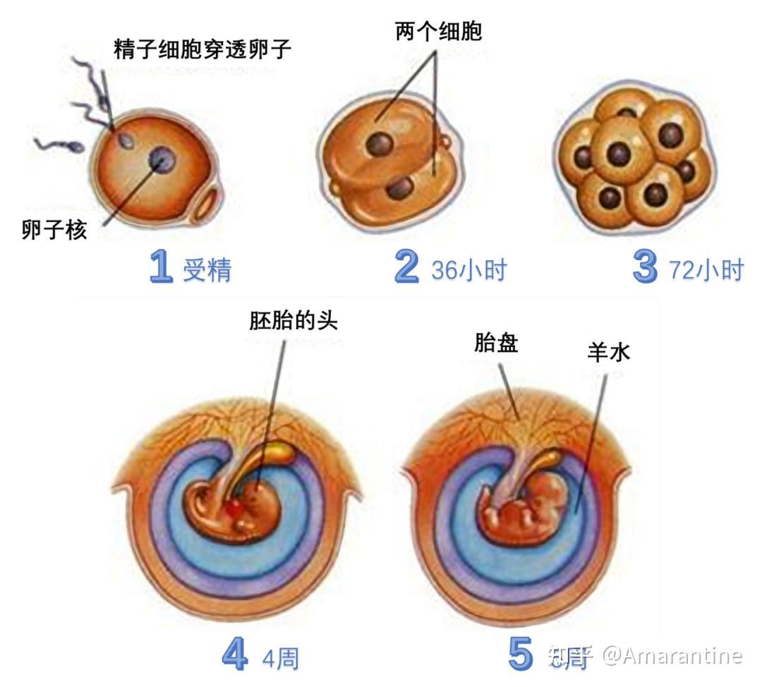 受精卵着床的过程是怎样的? - 知乎