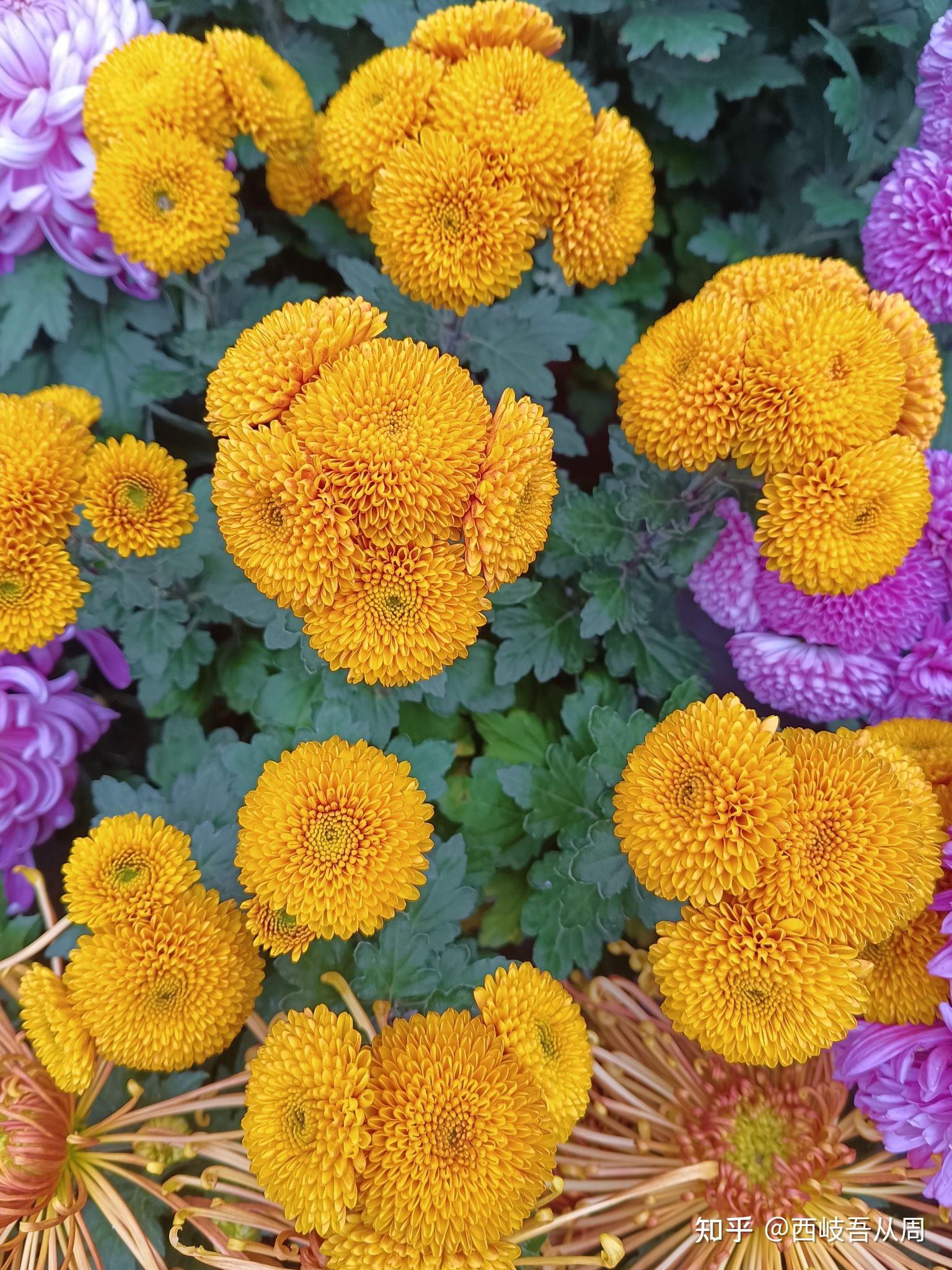 《世俗的平凡》 知乎