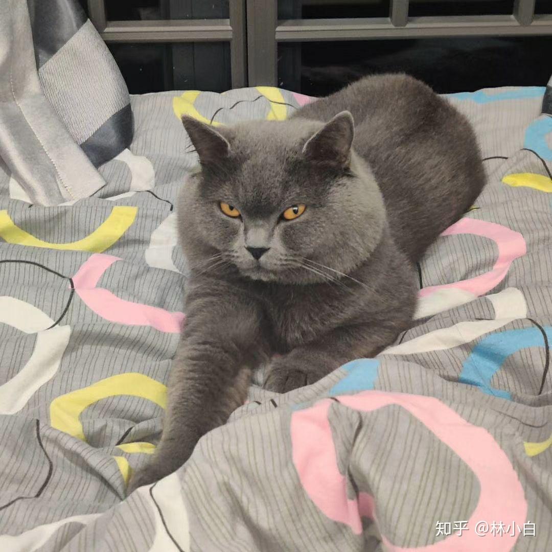 什么宠物猫比较好养 v2-7a0419af982454f8352b2e2249ac6124_r.jpg