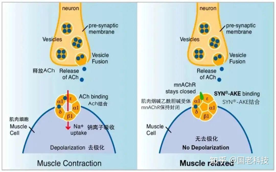 原本我们的神经细胞会释放乙酰胆碱(ach),和肌肉烟碱乙酰胆碱受体(n