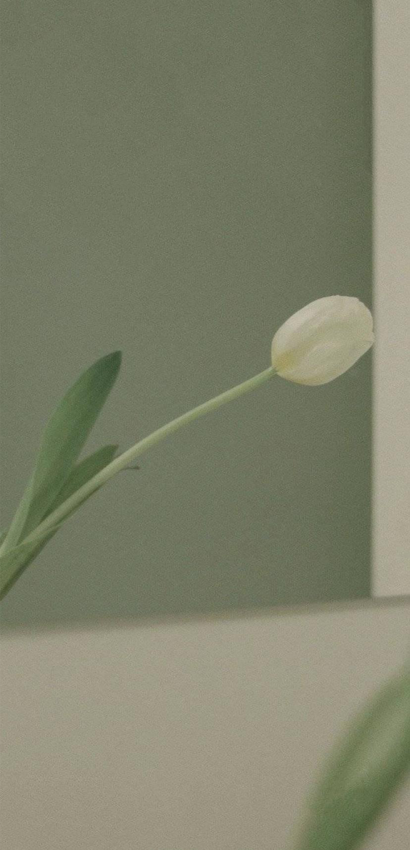 清新脱俗的壁纸