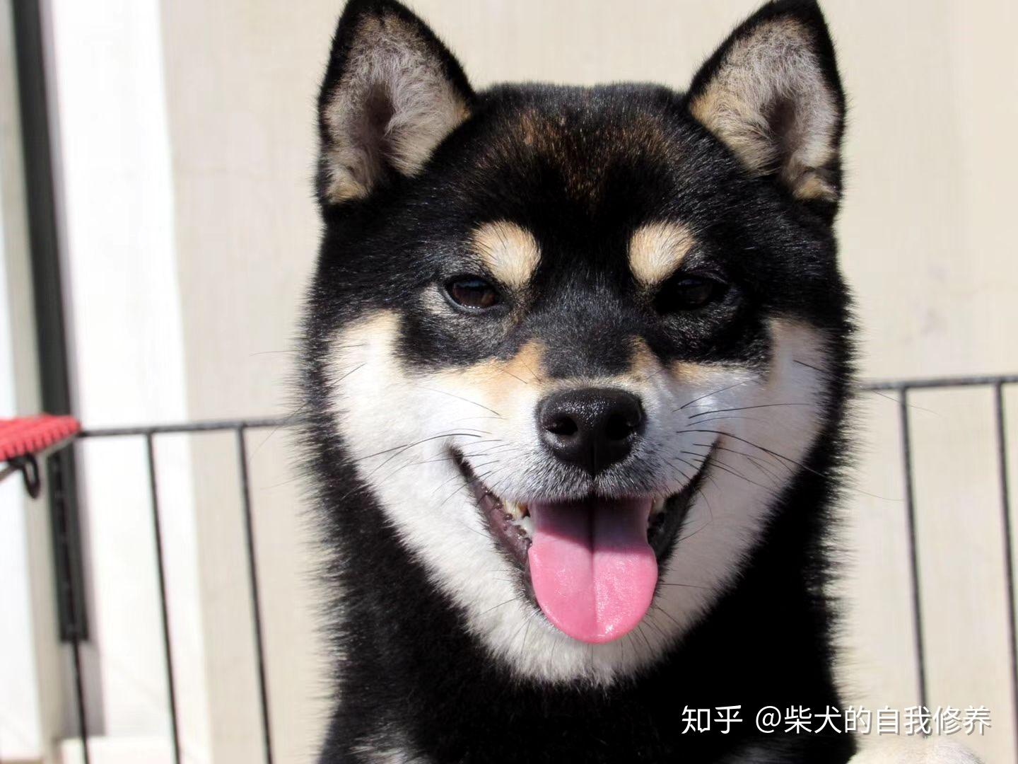 如何挑选一只黑柴? - 知乎