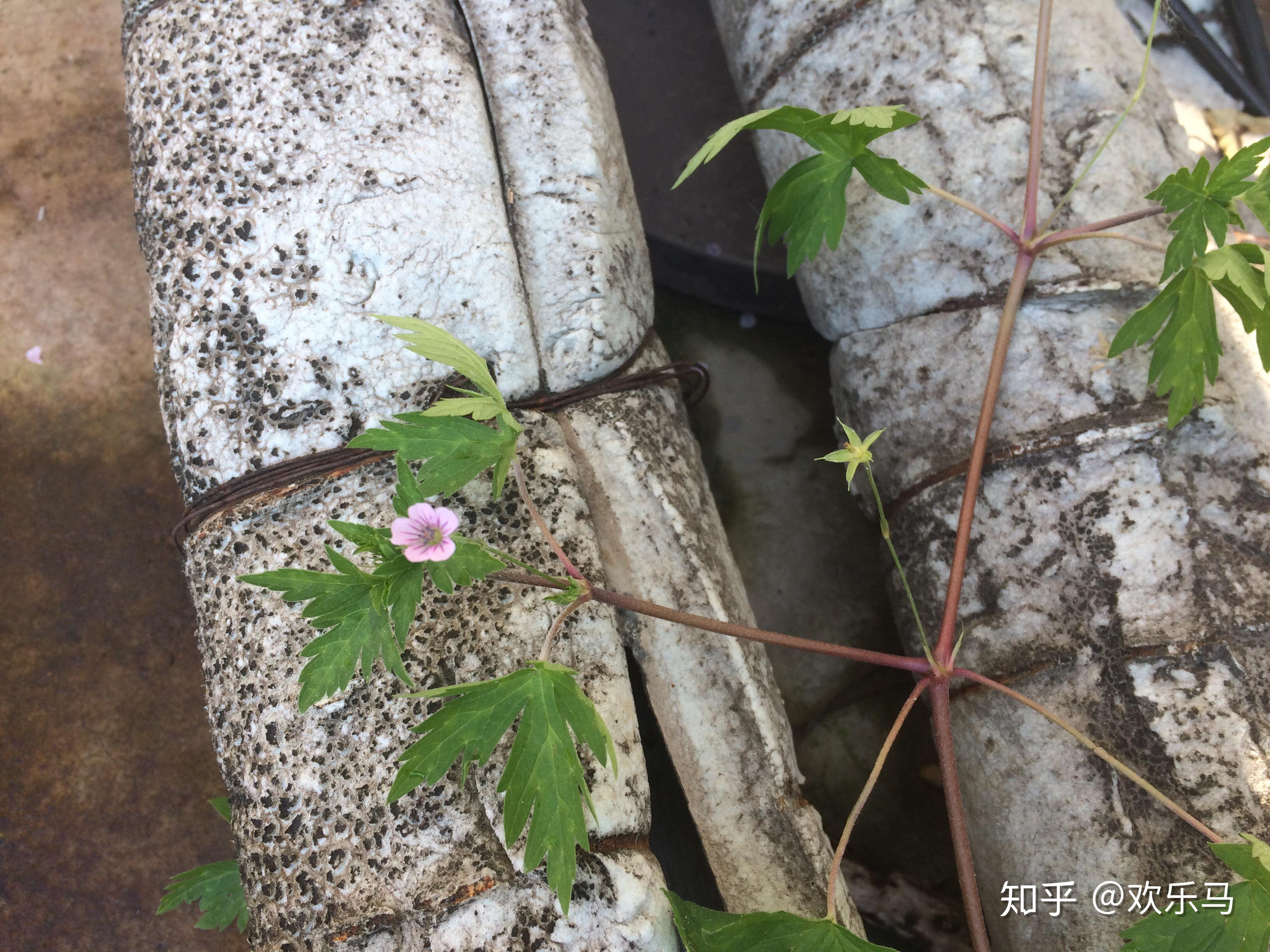 科学网—20200721——鼠掌老鹳草（Geranium sibiricum L.） - 栗茂腾的博文